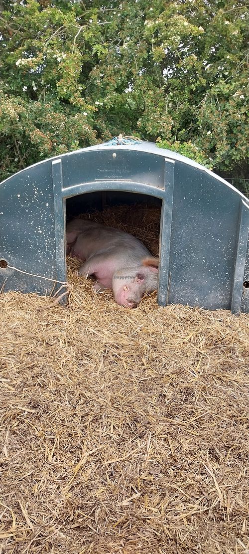  at The Retreat Animal Rescue Farm Sanctuary and Cafe in Ashford