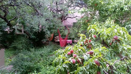 Garden area at ChocolaTree Organic Oasis in Sedona