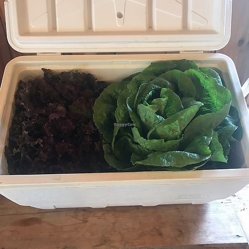 gigando lettuce at Brown's Farm Stand in Boothbay Harbor