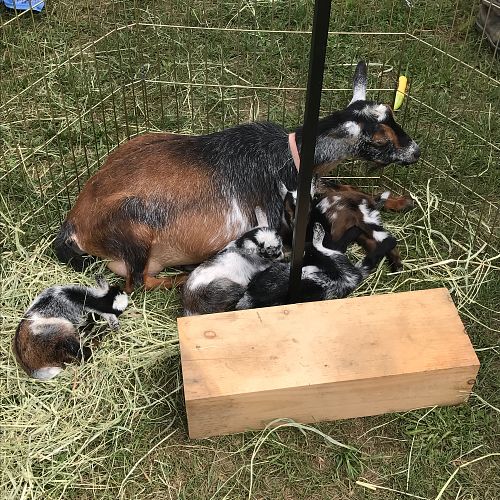 goat babies at Thursday Farmers Market in Boothbay