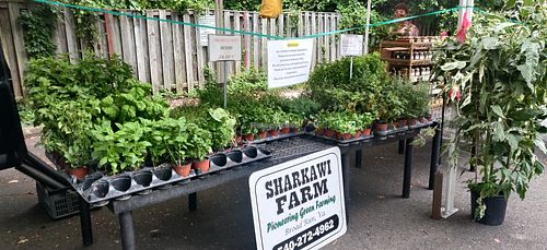 Plants and herbs at McLean Farmers Market in Mclean