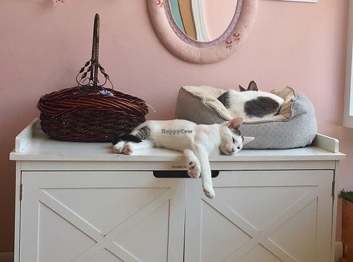Cats ready for furever homes. at Kawaii Kitty Cafe in Philadelphia