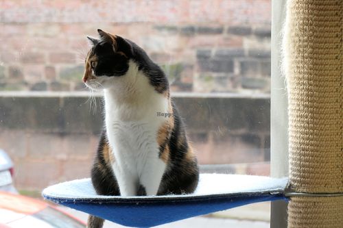 cat  at Katzentempel - Nürnberg in Nuremberg