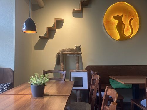 Interior  at Katzentempel - Nürnberg in Nuremberg