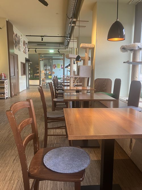   at Katzentempel - Nürnberg in Nuremberg