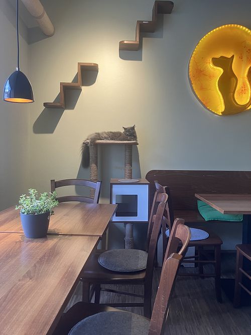   at Katzentempel - Nürnberg in Nuremberg