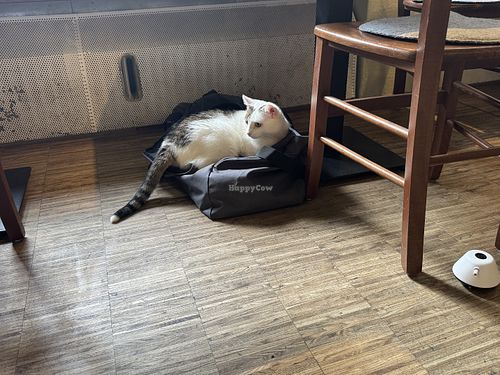   at Katzentempel - Nürnberg in Nuremberg