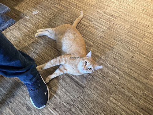   at Katzentempel - Nürnberg in Nuremberg