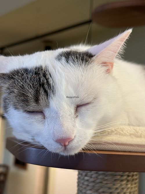 cat  at Katzentempel - Nürnberg in Nuremberg