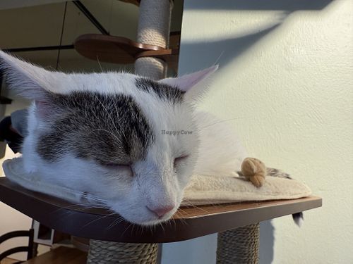 cat  at Katzentempel - Nürnberg in Nuremberg