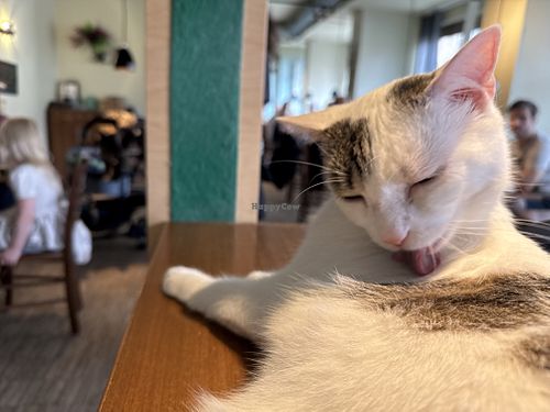 bath time  at Katzentempel - Nürnberg in Nuremberg