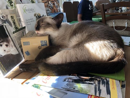 Sleepy kitty  at Katzentempel - Nürnberg in Nuremberg