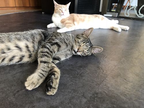 Cats  at Katzentempel - Nürnberg in Nuremberg