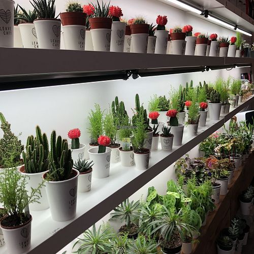 Leaves Café at Leaves House | in Montreal