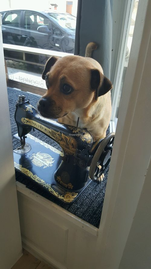 Laika at Recollets in Antwerpen