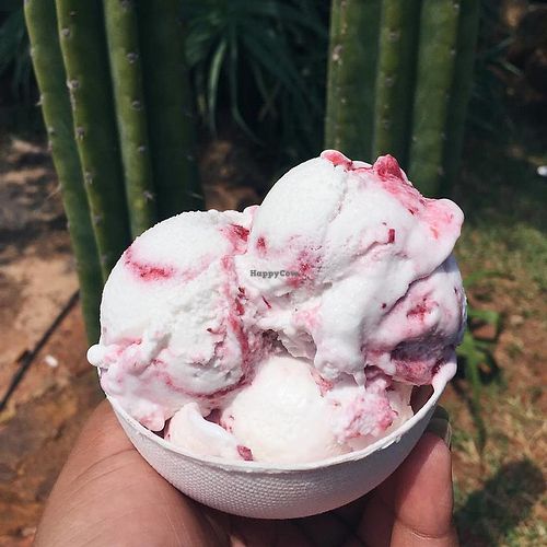 vegan ice cream at the vegan food fair at Vegan Food Fair SA in Pretoria