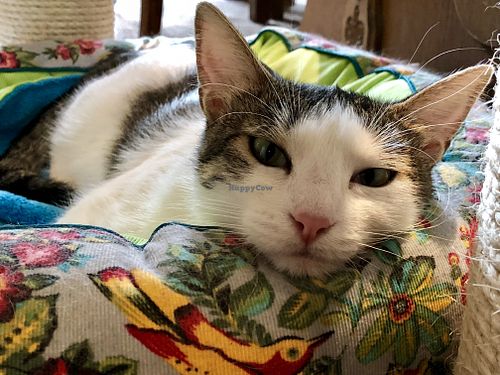 cat at Katzencafe Miezhaus in Bielefeld