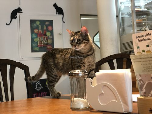 check the guests at Katzencafe Miezhaus in Bielefeld