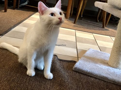 white cat at Katzencafe Miezhaus in Bielefeld