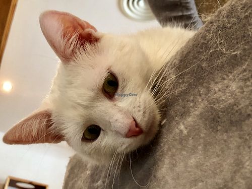 mr. white II at Katzencafe Miezhaus in Bielefeld