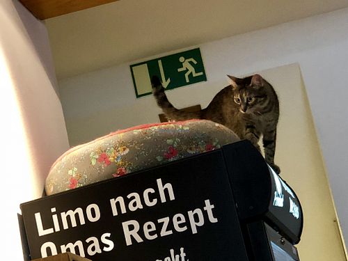 kitty cat at Katzencafe Miezhaus in Bielefeld