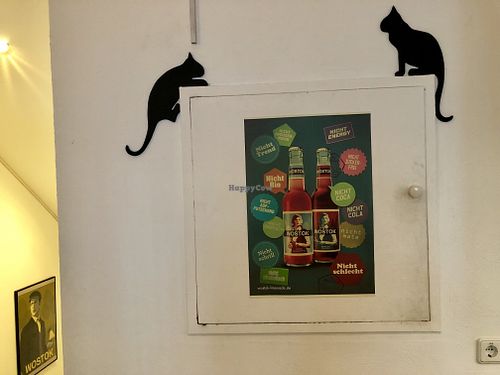 wostok at Katzencafe Miezhaus in Bielefeld