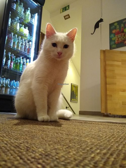 Professor   at Katzencafe Miezhaus in Bielefeld