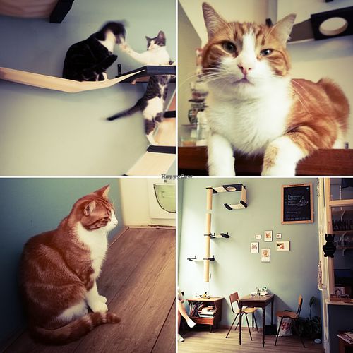 Cat café "Ditjes & Katjes" at Kattencafé Ditjes & Katjes in The Hague