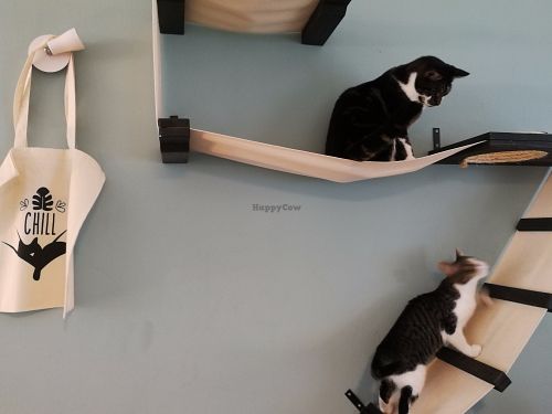 Inhabitants of Cat café "Ditjes & Katjes". at Kattencafé Ditjes & Katjes in The Hague