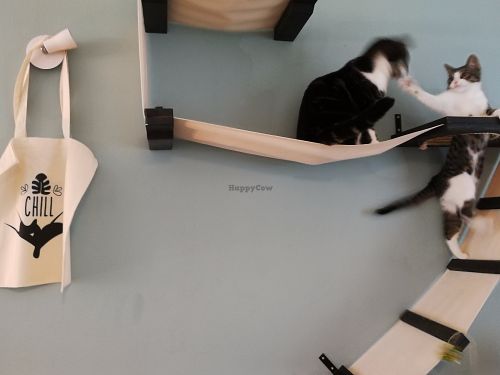 Inhabitants of Cat café "Ditjes & Katjes". at Kattencafé Ditjes & Katjes in The Hague