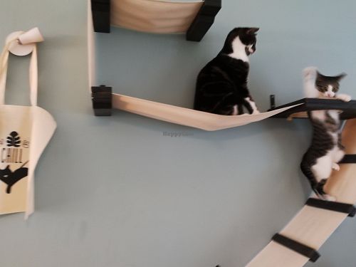 Inhabitants of Cat café "Ditjes & Katjes". at Kattencafé Ditjes & Katjes in The Hague