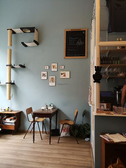 Cat café "Ditjes & Katjes". at Kattencafé Ditjes & Katjes in The Hague