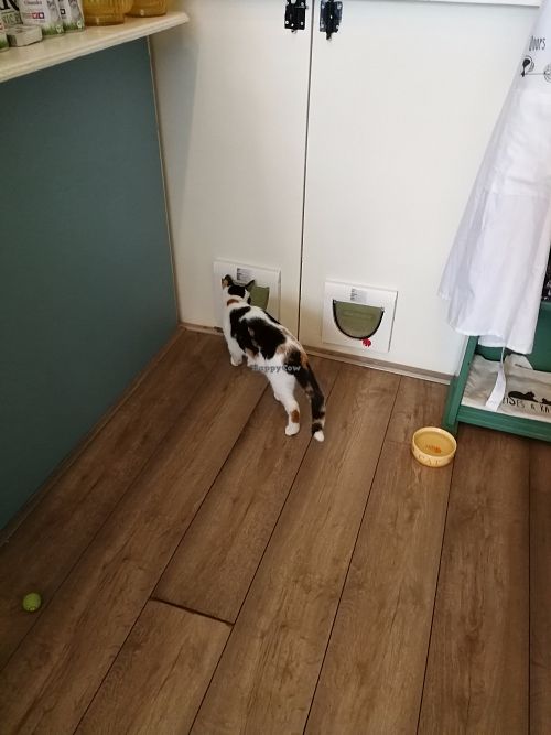 Inhabitants of Cat café "Ditjes & Katjes". at Kattencafé Ditjes & Katjes in The Hague