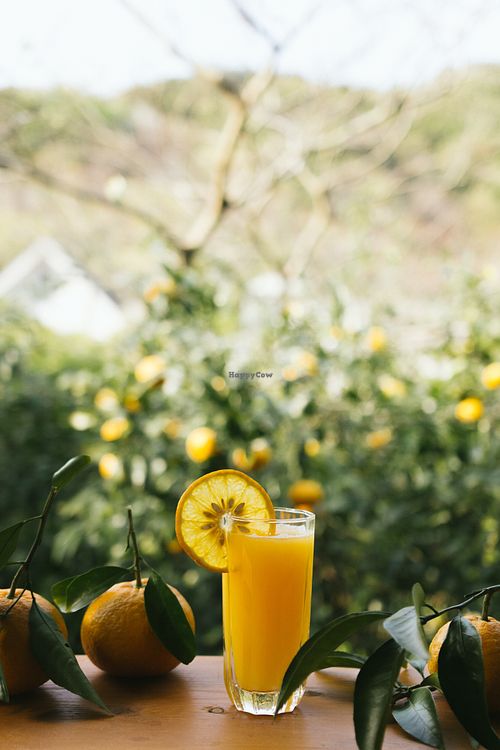 Freshly squeezed natsumikan juice.  at Wabi-Sabi Cafe in Shimoda