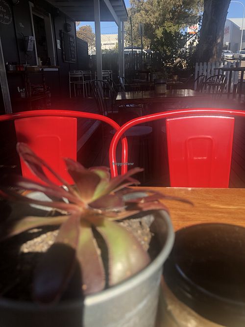 Sweet outside area with cute succulents on the table at The Treehouse Cafe in Ulladulla